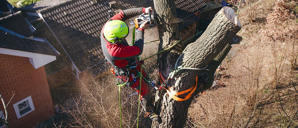 Tree worker cutting branches with a chainsaw