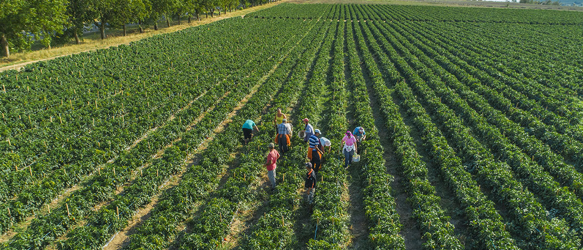 Safety procedures and good ergonomics can bring in the crops with fewer injuries