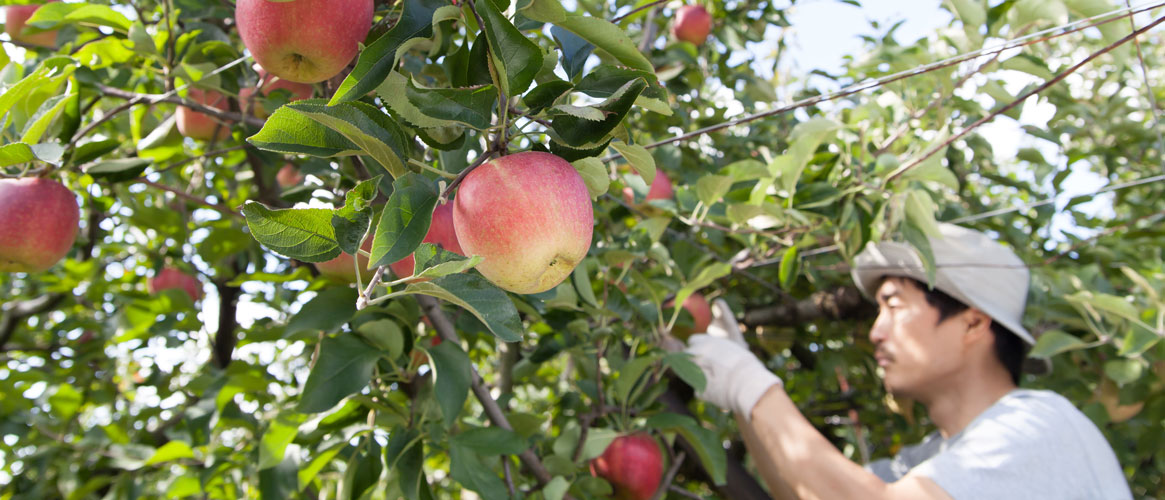 Apple picker working in trellised orchard wearing hat and protective gloves