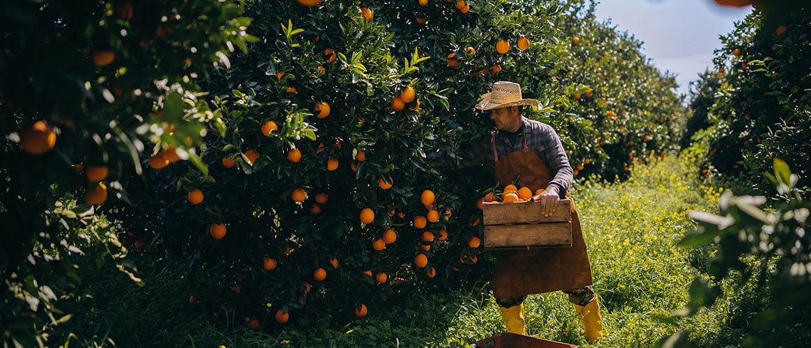 person harvesting oranges