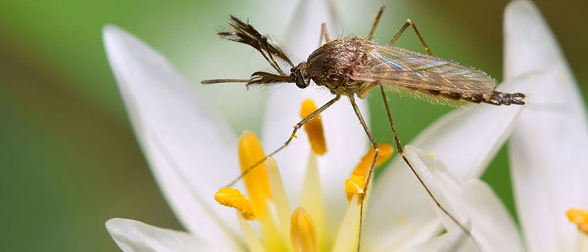 Mosquito sitting on attractive flower