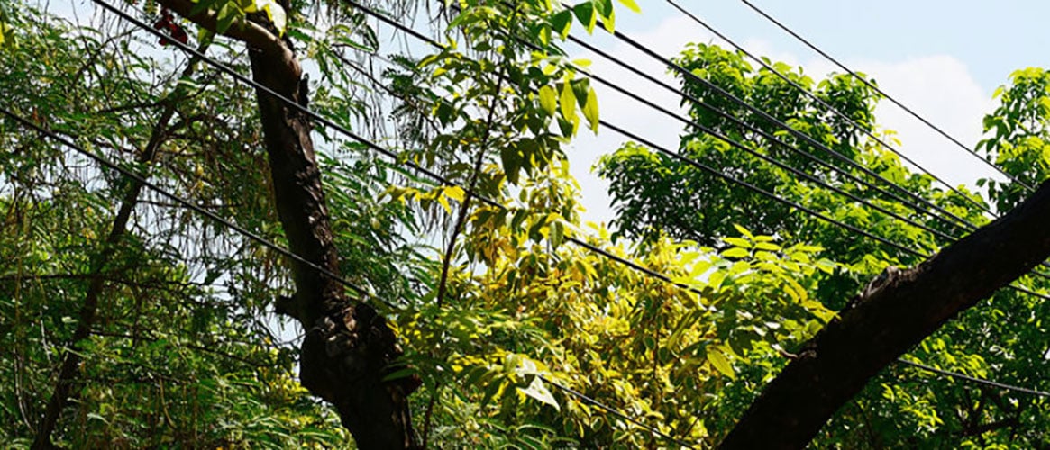 Overhead powerlines in dangerous contact with trees